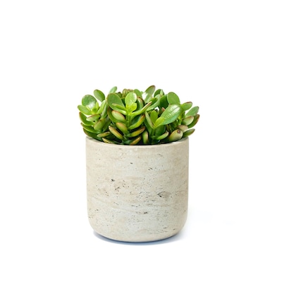 Desk Plants Jade Plant in a Grey Large Wilson pot (JPLWG)