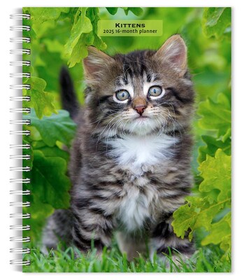 2025 BrownTrout Kittens 6 x 7.75 Weekly Engagement Planner, Paper Cover, Multicolored (9781975473136)