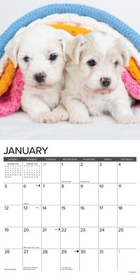 2025 Willow Creek Just Bichon Frise Puppies 12" x 12" Monthly Wall Calendar (41734)