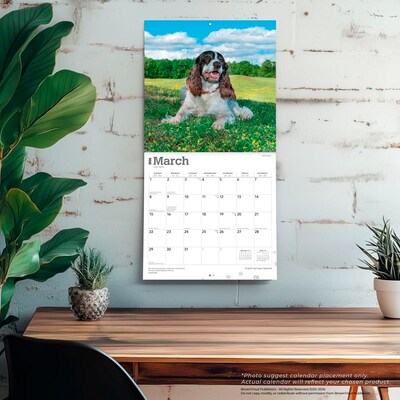 2026 BrownTrout English Springer Spaniels 12" x 12" Monthly Wall Calendar (9798330703227)