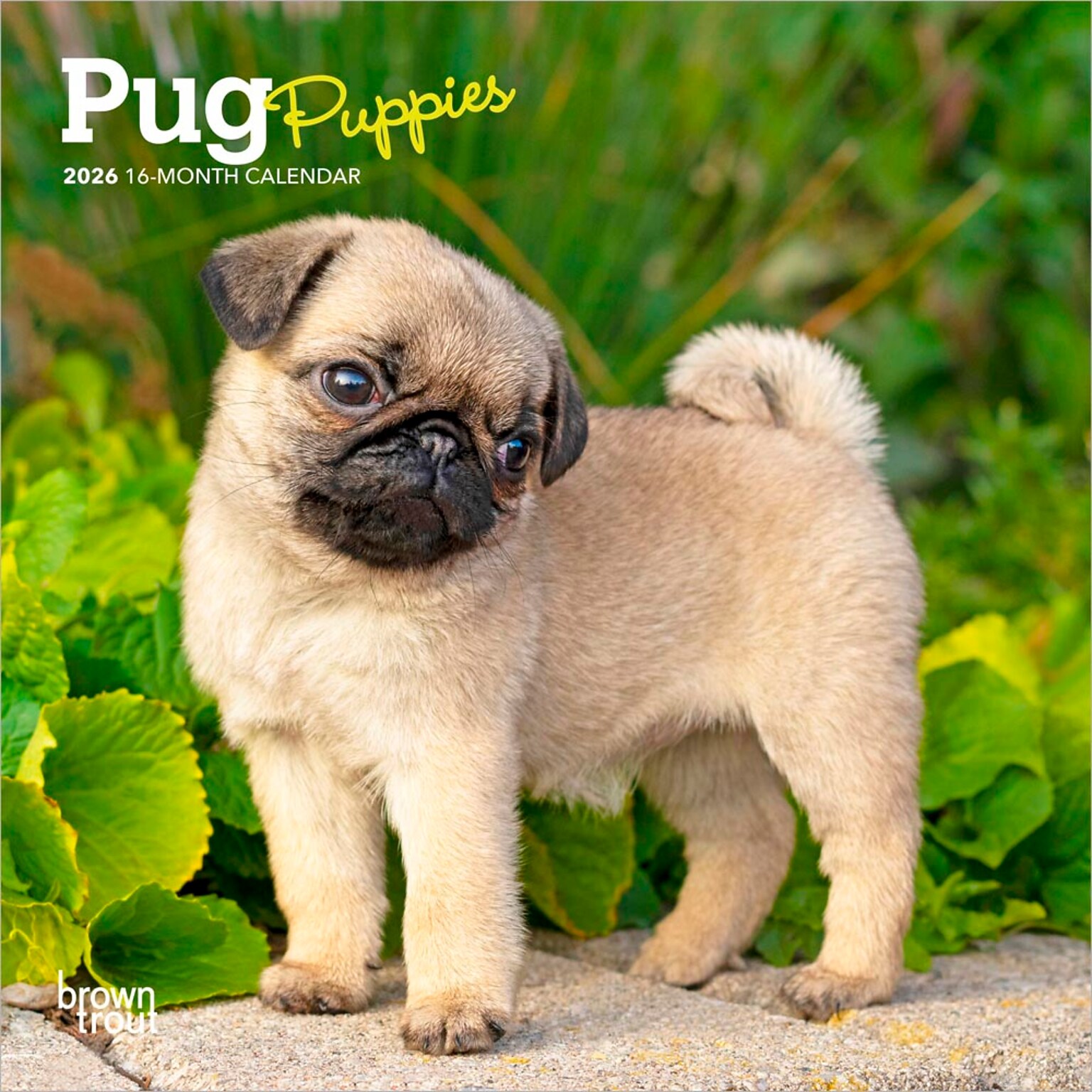 2026 BrownTrout Pug Puppies 7 x 7 Monthly Wall Calendar (9798330705214)