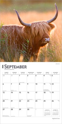 2026 BrownTrout Highland Cows 12" x 12" Monthly Wall Calendar (9798330703630)