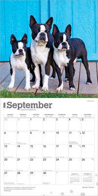 2026 BrownTrout Boston Terriers 12" x 12" Monthly Wall Calendar (9798330702602)