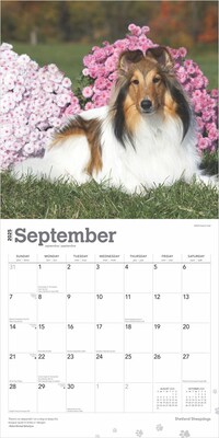 2025 BrownTrout Shetland Sheepdogs 12" x 24" Monthly Square Wall Calendar, (9781975477721)