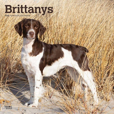 2025 BrownTrout Brittanys 12 x 12 Monthly Wall Calendar (9781975476731)