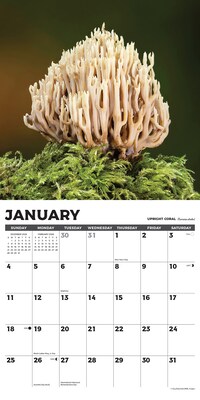 2026 Willow Creek Mushrooms 12" x 12" Monthly Wall Calendar (52068)