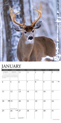 2026 Willow Creek Whitetail Monarchs 12" x 12" Monthly Wall Calendar (53249)