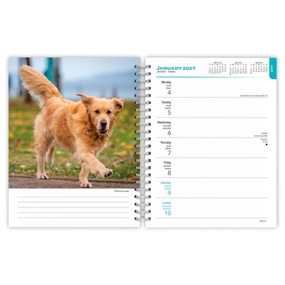 2027 BrownTrout Golden Retrievers 6.5" x 7.8" Calendar Year Weekly Standard Planner, Multicolor (9798330709502)
