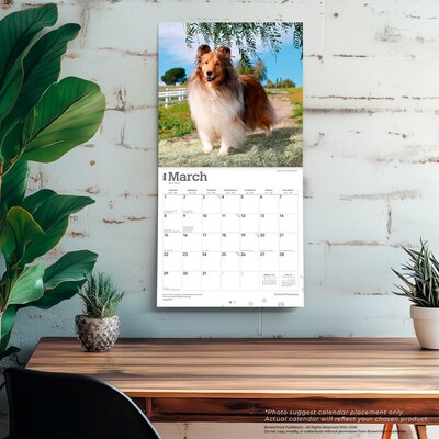 2026 BrownTrout Shetland Sheepdogs 12" x 12" Monthly Wall Calendar (9798330705511)
