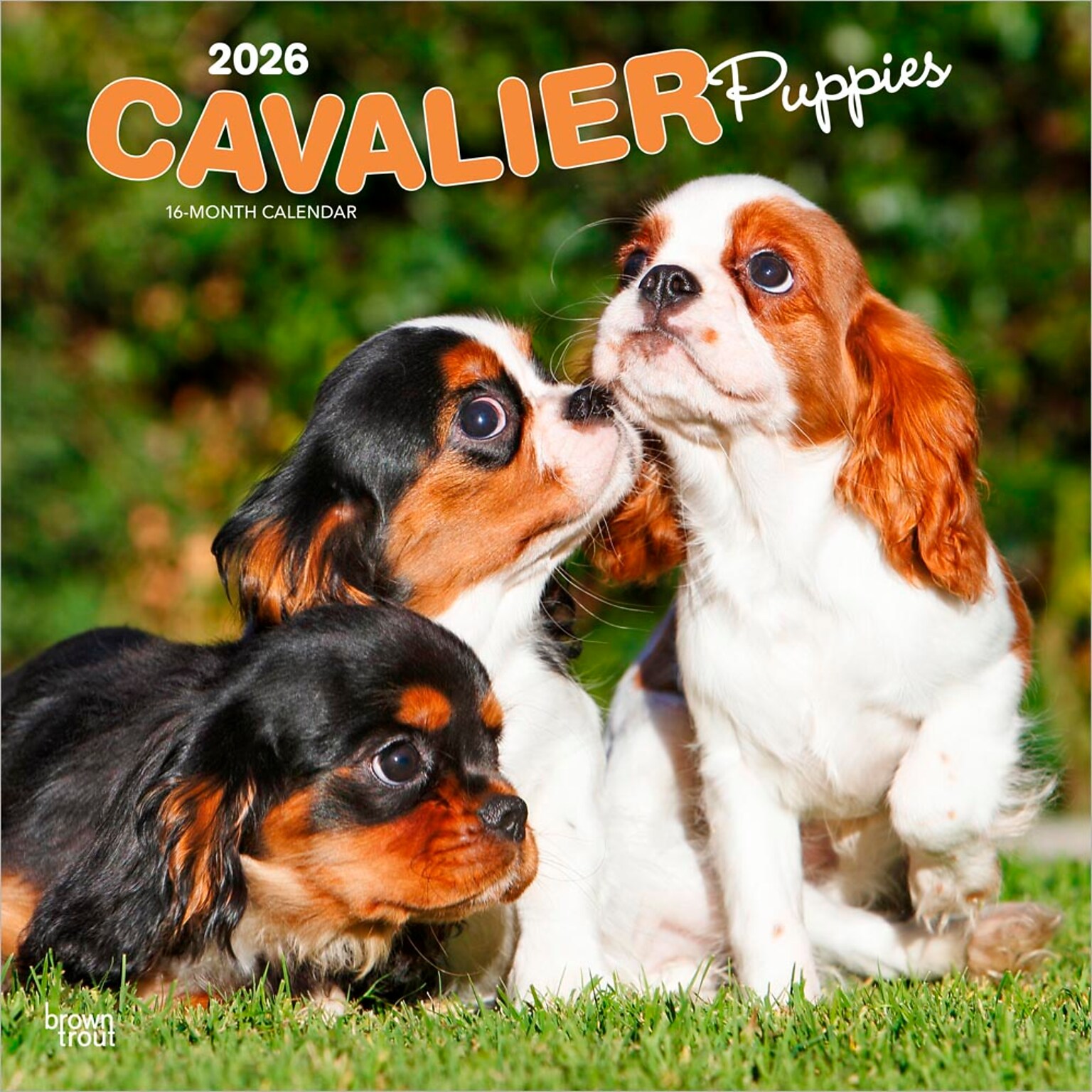 2026 BrownTrout Cavalier King Charles Spaniel Puppies 12 x 12 Monthly Wall Calendar (9798330702817)
