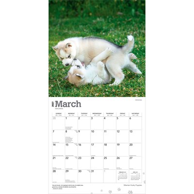 2027 BrownTrout Siberian Husky Puppies 12" x 12" Monthly Wall Calendar (9798330712700)