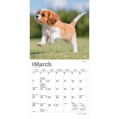 2027 BrownTrout Cavalier King Charles Spaniel Puppies 7" x 7" Monthly Wall Calendar, Assorted Colors (9798330709953)