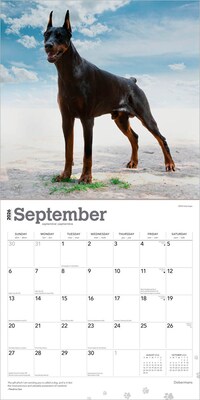2026 BrownTrout Dobermans 12" x 12" Monthly Wall Calendar (9798330703159)
