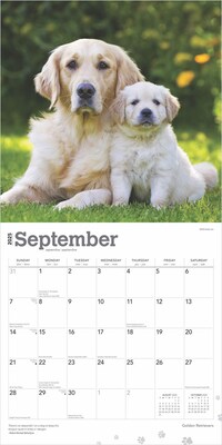 2025 BrownTrout Golden Retrievers 12" x 12" Monthly Square Wall Calendar (9781975477073)