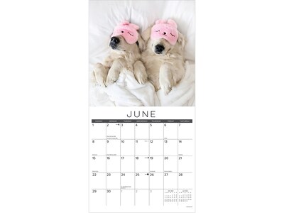 2025 Willow Creek Naptime: Dogs & Puppies on Their Best Behavior 12" x 12" Monthly Wall Calendar (44100)