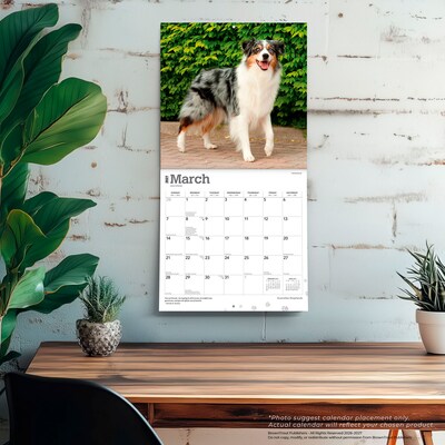 2027 BrownTrout Australian Shepherds 12" x 12" Monthly Wall Calendar (9798330712205)