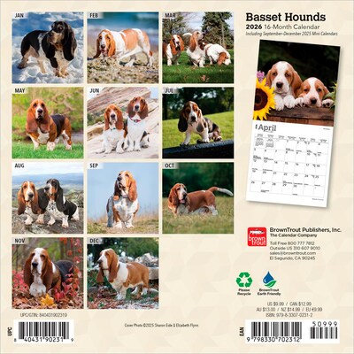 2026 BrownTrout Basset Hounds 7 x 7 Monthly Wall Calendar (9798330702312)