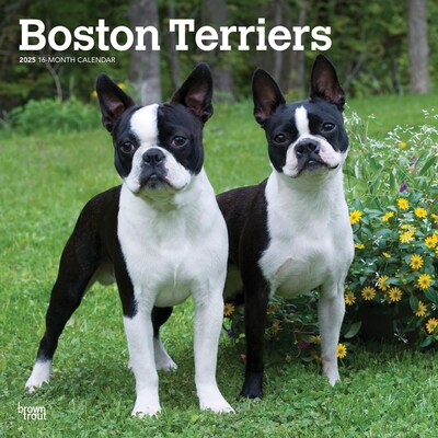 2025 BrownTrout Boston Terriers 12 x 12 Monthly Wall Calendar (9781975476700)