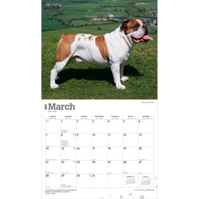 2027 BrownTrout For the Love of Bulldogs 14" x 12" Monthly Wall Calendar, Assorted Colors (9798330714674)