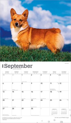 2026 BrownTrout For the Love of Welsh Corgis 14" x 12" Monthly Wall Calendar (9798330707195)