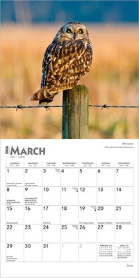 2026 BrownTrout Owls 7" x 7" Monthly Wall Calendar (9798330705047)