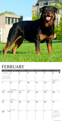 2027 Willow Creek Rottweilers 12" x 12" Monthly Wall Calendar, Assorted Colors (62104)