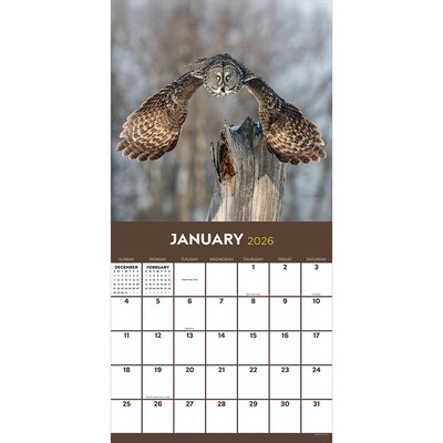 2026 TF Publishing Owls 12 x 12 Monthly Wall Calendar (26-1044)