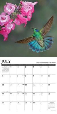 2026 Willow Creek Hummingbirds 12" x 12" Monthly Wall Calendar (51528X)