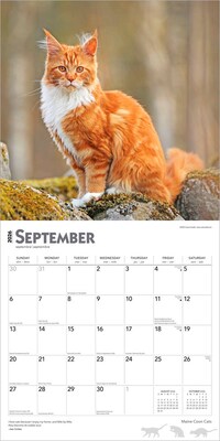 2026 BrownTrout Maine Coon Cats 12" x 12" Monthly Wall Calendar (9798330704460)