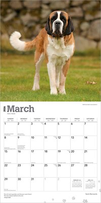 2026 BrownTrout Saint Bernards 12" x 12" Monthly Wall Calendar (9798330705405)