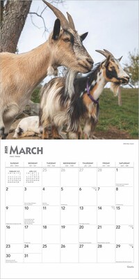 2025 BrownTrout Goats 12" x 12" Monthly Square Wall Calendar (9781975477042)
