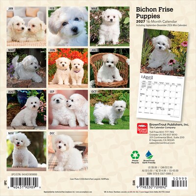 2027 BrownTrout Bichon Frise Puppies 7 x 7 Monthly Wall Calendar, Assorted Colors (9798330709892)