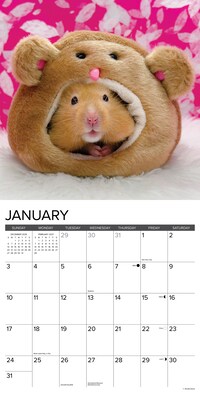 2027 Willow Creek Hamsters 12" x 12" Monthly Wall Calendar (60612)