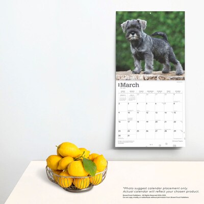 2025 BrownTrout Schnauzer Puppies 12" x 12" Monthly  Wall Calendar (9781975475666)
