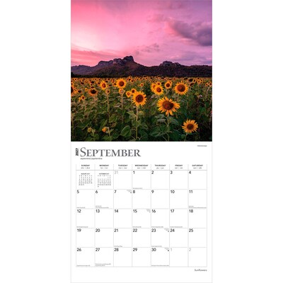 2027 BrownTrout Sunflowers 12" x 12" Monthly Wall Calendar (9798330711352)