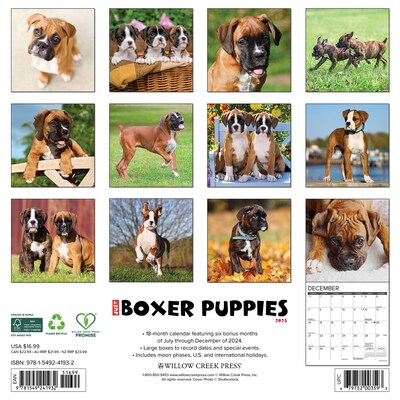 2025 Willow Creek Just Boxer Puppies 12 x 12 Monthly Wall Calendar, Multicolor (41932)