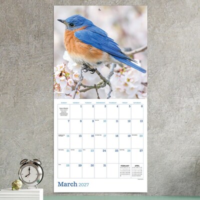 2027 TF Publishing Backyard Birds 12" x 11" Monthly Wall Calendar, Multicolored (27-1033)