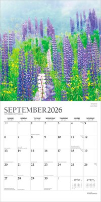 2026 Plato Wildflowers 12" x 12" Monthly Wall Calendar (9798330706662)
