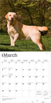 2026 BrownTrout Yellow Labrador Retrievers 12" x 12" Monthly Wall Calendar (9798330704262)