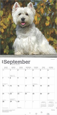 2025 BrownTrout West Highland White Terriers 12" x 12" Monthly Wall Calendar (9781975477974)