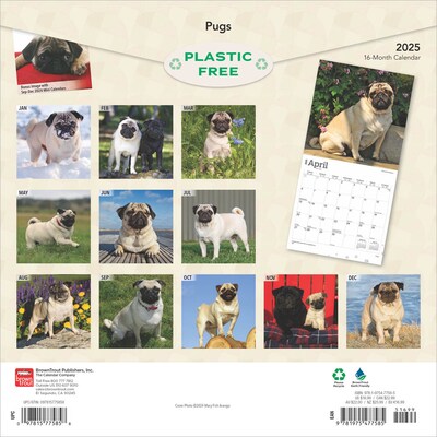 2025 BrownTrout Pugs 12 x 12 Monthly Wall Calendar (9781975477585)