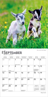 2026 BrownTrout Baby Goats 7" x 7" Monthly Wall Calendar (9798330702251)