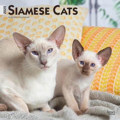 2025 BrownTrout Siamese Cats 12 x 12 Monthly Wall Calendar (9781975477769)