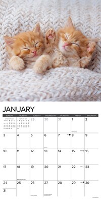2027 Willow Creek Kittens 12" x 12" Monthly Wall Calendar, Assorted Colors (60933)