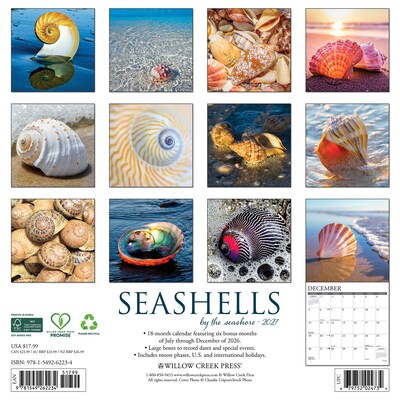 2027 Willow Creek Seashells 12 x 12 Monthly Wall Calendar, Assorted Colors (62234)