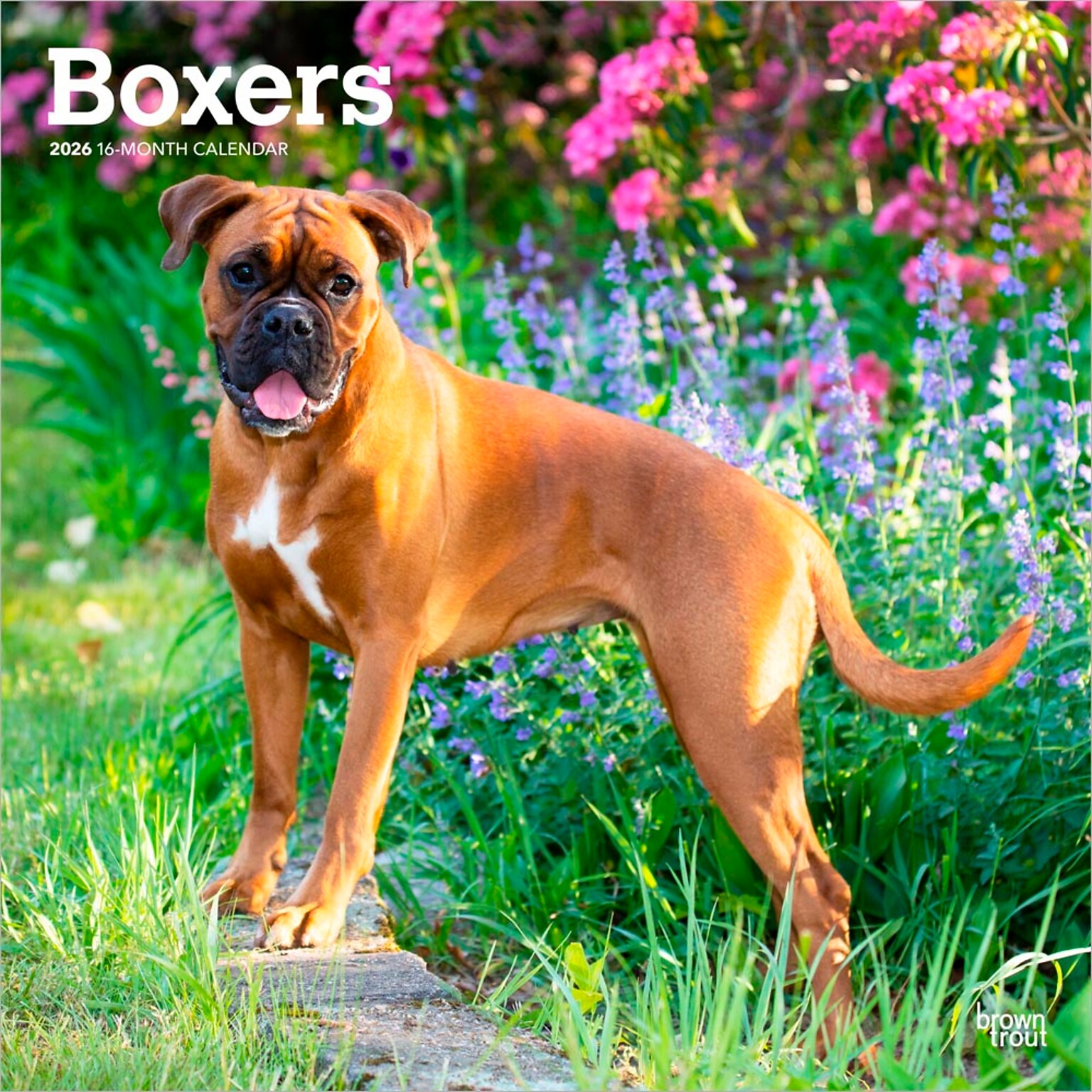 2026 BrownTrout Boxers International Edition 12 x 12 Monthly Wall Calendar (9798330702633)