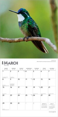 2026 BrownTrout Hummingbirds 12" x 12" Monthly Wall Calendar (9798330703807)