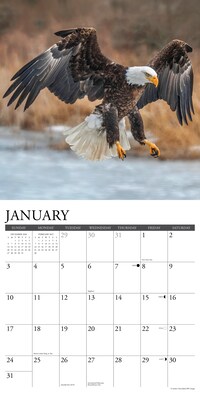 2027 Willow Creek Eagles 12" x 12" Monthly Wall Calendar, Assorted Colors (60087)