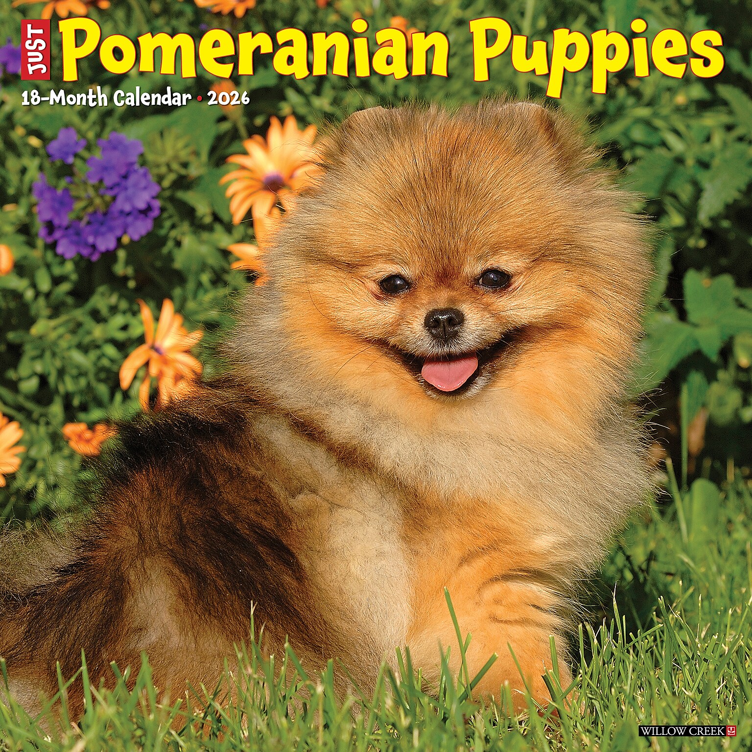2026 Willow Creek Pomeranian Puppies 12 x 12 Monthly Wall Calendar (52419)