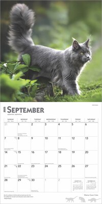 2025 BrownTrout Maine Coon Cats 12" x 24" Monthly Square Wall Calendar, (9781975477387)